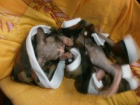 /album/fotecky/p7132137-jpg/