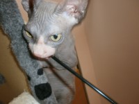 /album/fotecky/p8082364-jpg/