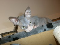 /album/fotecky/p8082371-jpg/